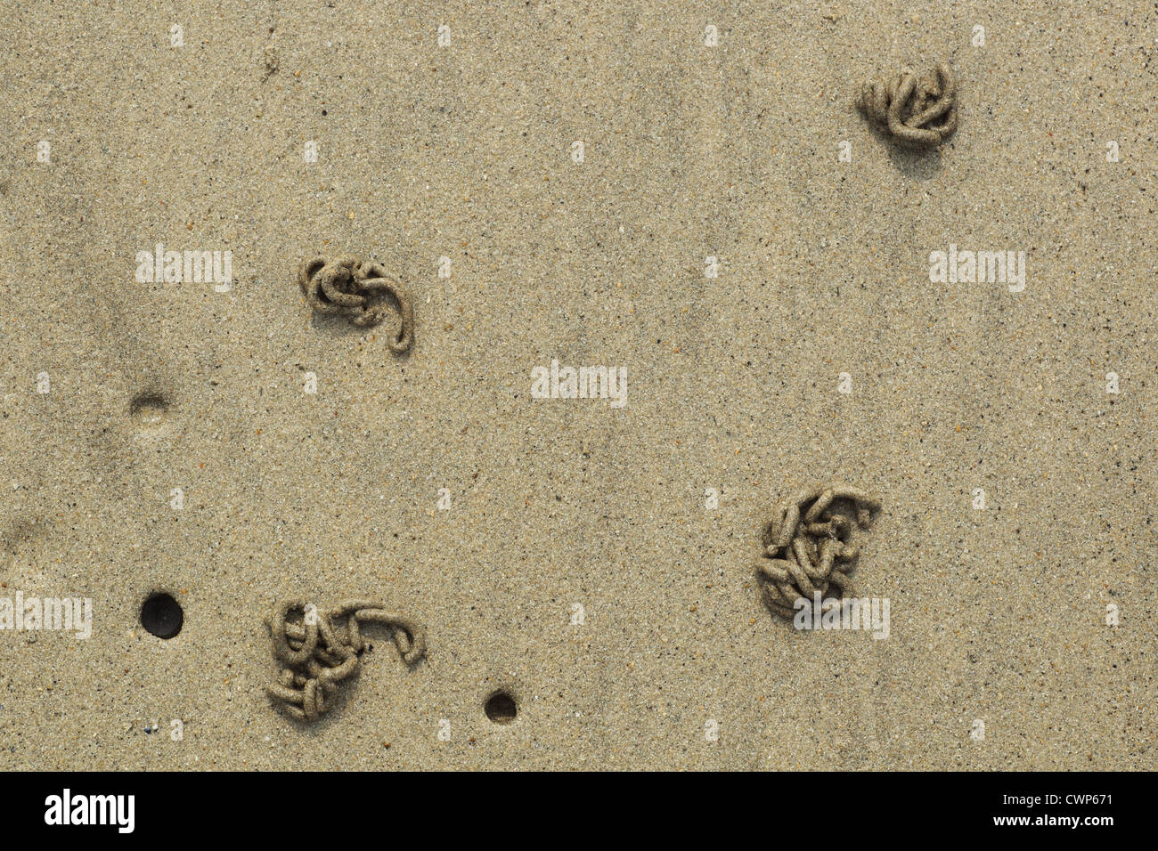 (Lugworm Arenicola marina) getta e fori sulla spiaggia sabbiosa, Polzeath, Cornwall, Inghilterra, luglio Foto Stock