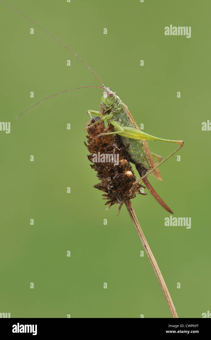 Long-winged Conehead (Conocephalus scolorire) femmina adulta, poggiante su seedhead, con le gocce di pioggia dopo la doccia a pioggia, Loughborough, Foto Stock