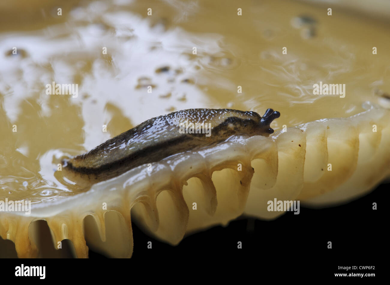 Dusky Slug (Arion subfuscus) adulto, su porcellana Fungo (Oudemansiella mucida) corpo fruttifero, Clumber Park, Nottinghamshire, Foto Stock