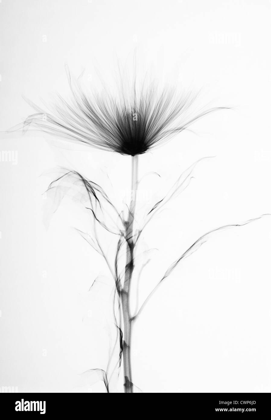 Crisantemo Foto Stock