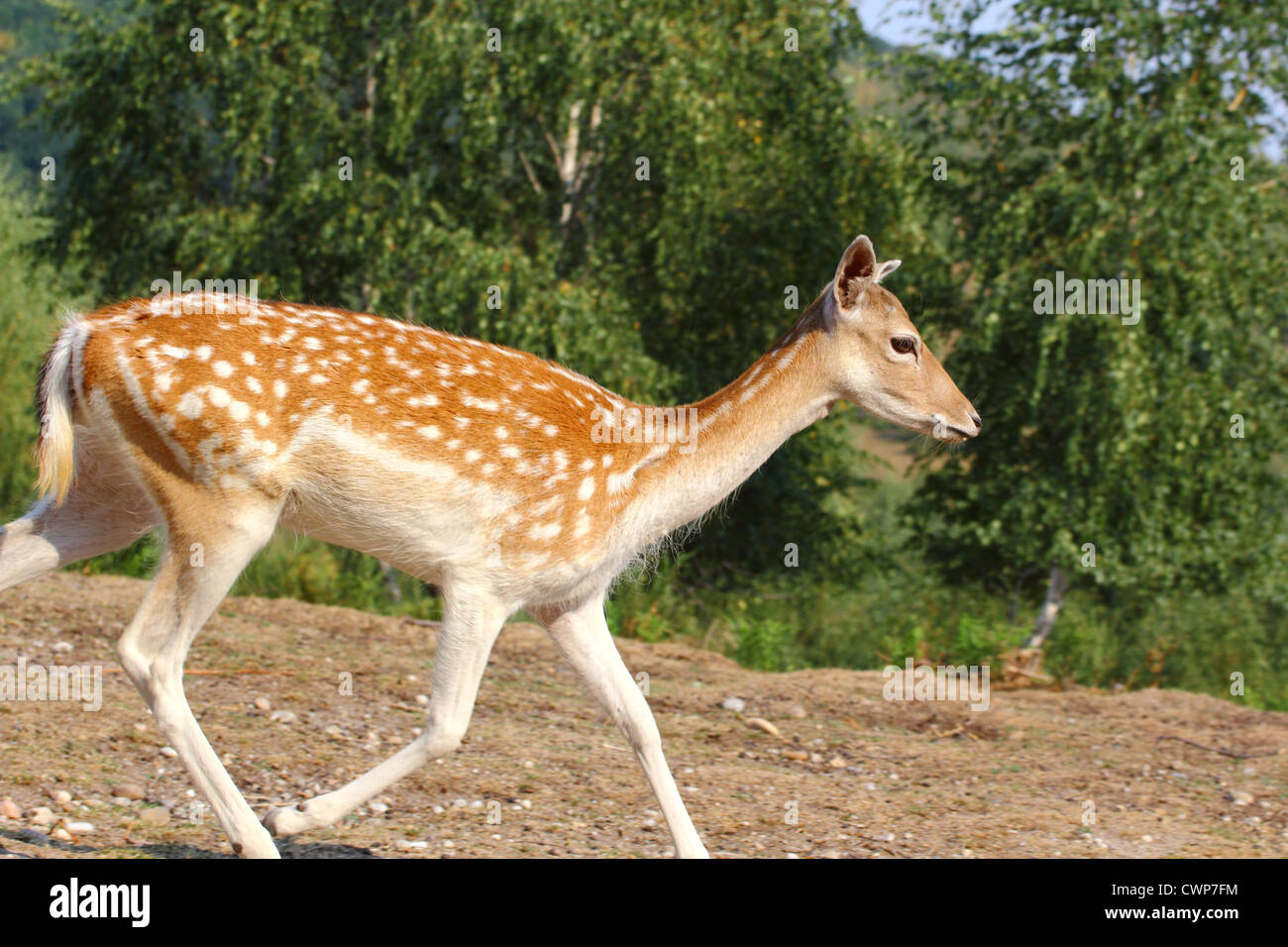 Daini doe (DAMA DAMA) in esecuzione attraverso una radura Foto Stock