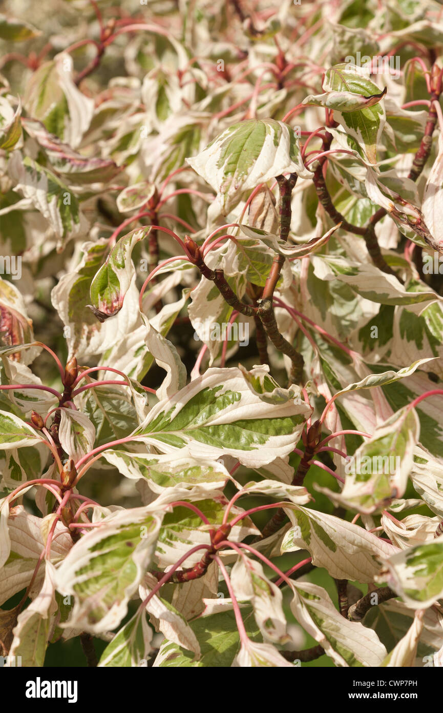 Foglia variegato scuro bianco verde lime rosa rosso culmi forme sullo sfondo di forma tessuta e attraente patten wed cake tree Foto Stock