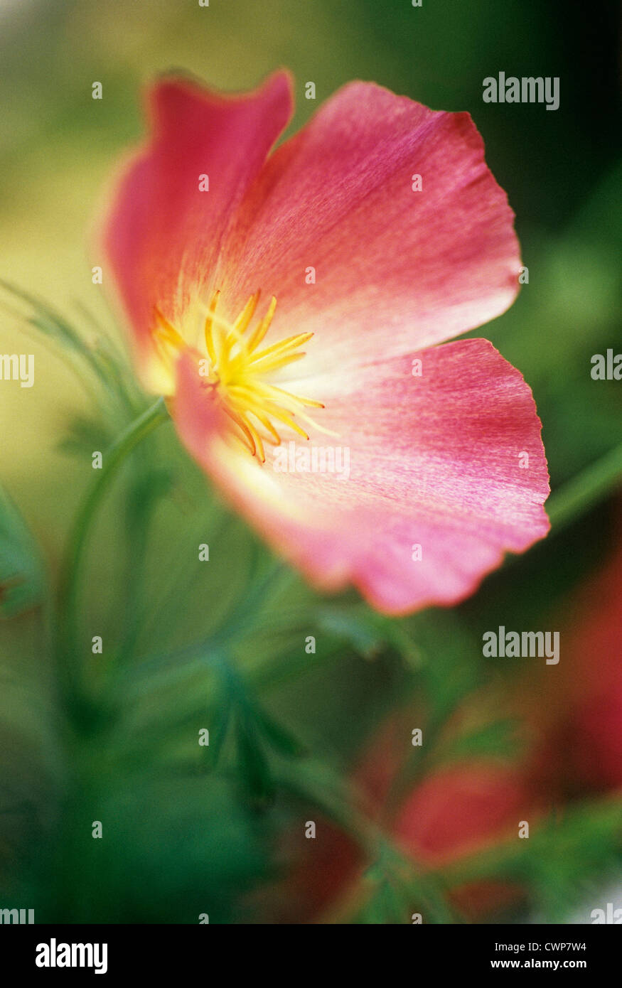 Eschscholzia 'Champagne & Rose', papavero, Papavero californiano Foto Stock