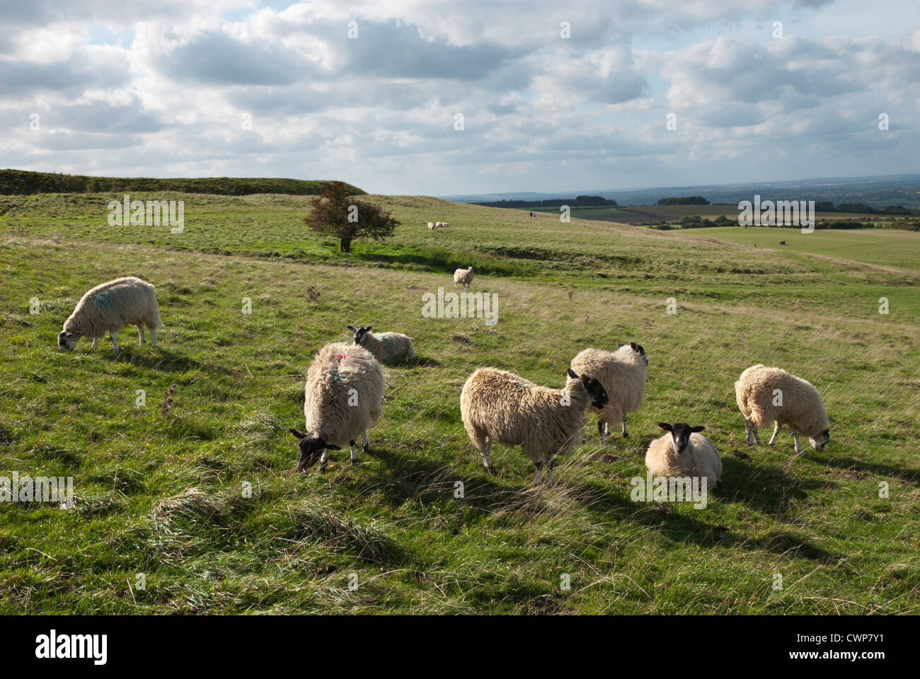 Pecore al pascolo su downland Foto Stock