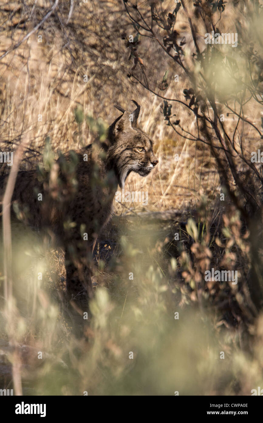 Un altro nome per la lince iberica è la Lince Pardel (il nome scientifico è Lynx pardinus), significato leopard-spotted e anzi Foto Stock