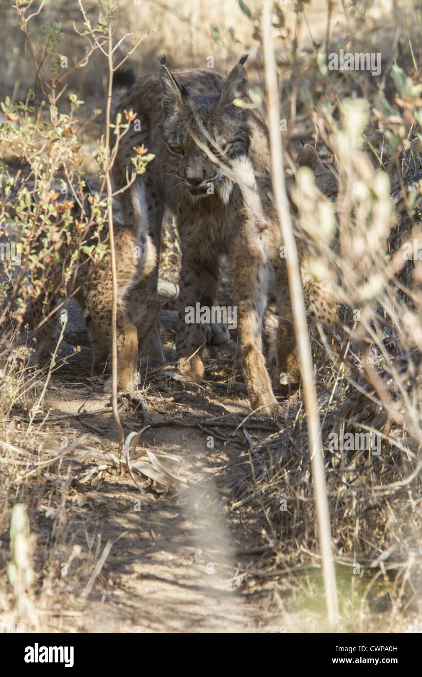Un altro nome per la lince iberica è la Lince Pardel (il nome scientifico è Lynx pardinus), significato leopard-spotted e anzi Foto Stock