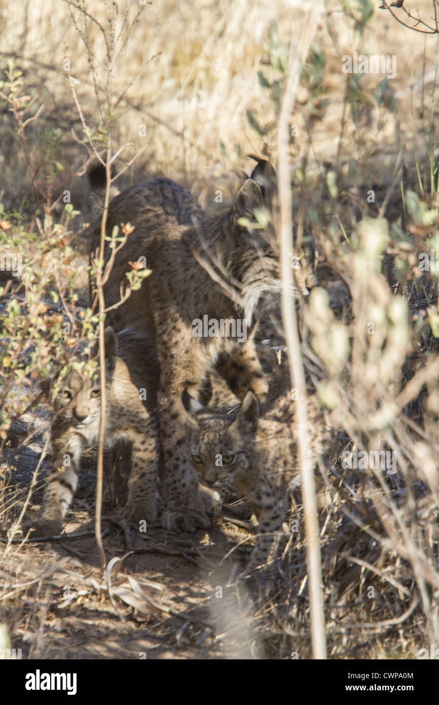 Un altro nome per la lince iberica è la Lince Pardel (il nome scientifico è Lynx pardinus), significato leopard-spotted e anzi Foto Stock