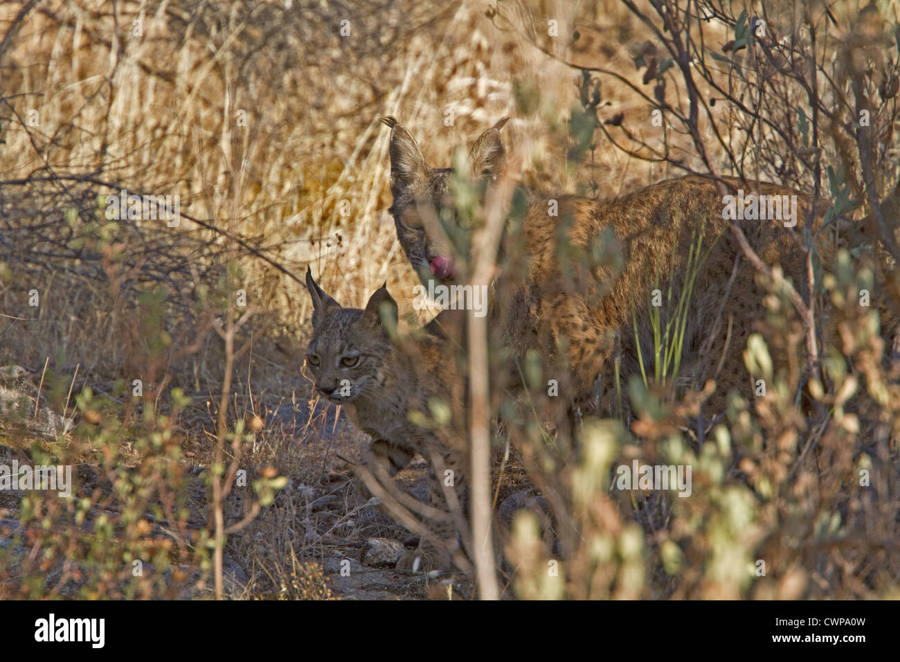Un altro nome per la lince iberica è la Lince Pardel (il nome scientifico è Lynx pardinus), significato leopard-spotted e anzi Foto Stock