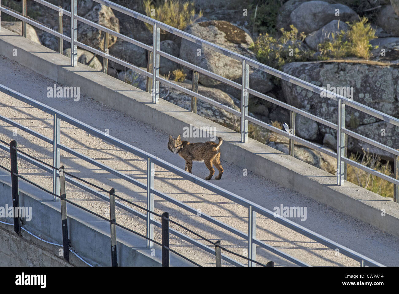 Un altro nome per la lince iberica è la Lince Pardel (il nome scientifico è Lynx pardinus), significato leopard-spotted e anzi Foto Stock