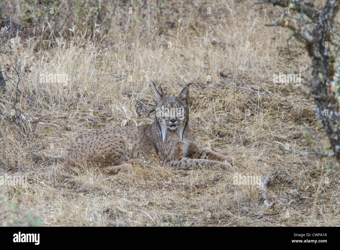 Un altro nome per la lince iberica è la Lince Pardel (il nome scientifico è Lynx pardinus), significato leopard-spotted e anzi Foto Stock