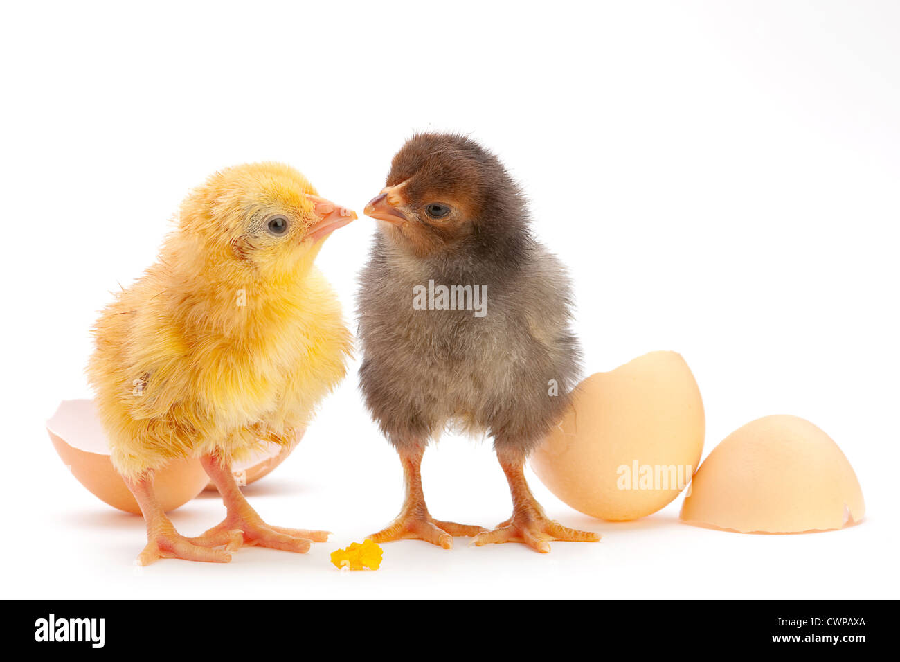 Due neonati il pollo con il guscio delle uova su bianco Foto Stock