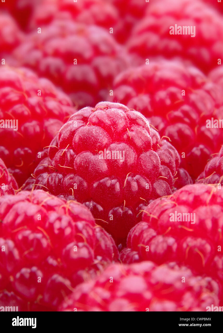 Frutta lampone sfondo macro Foto Stock