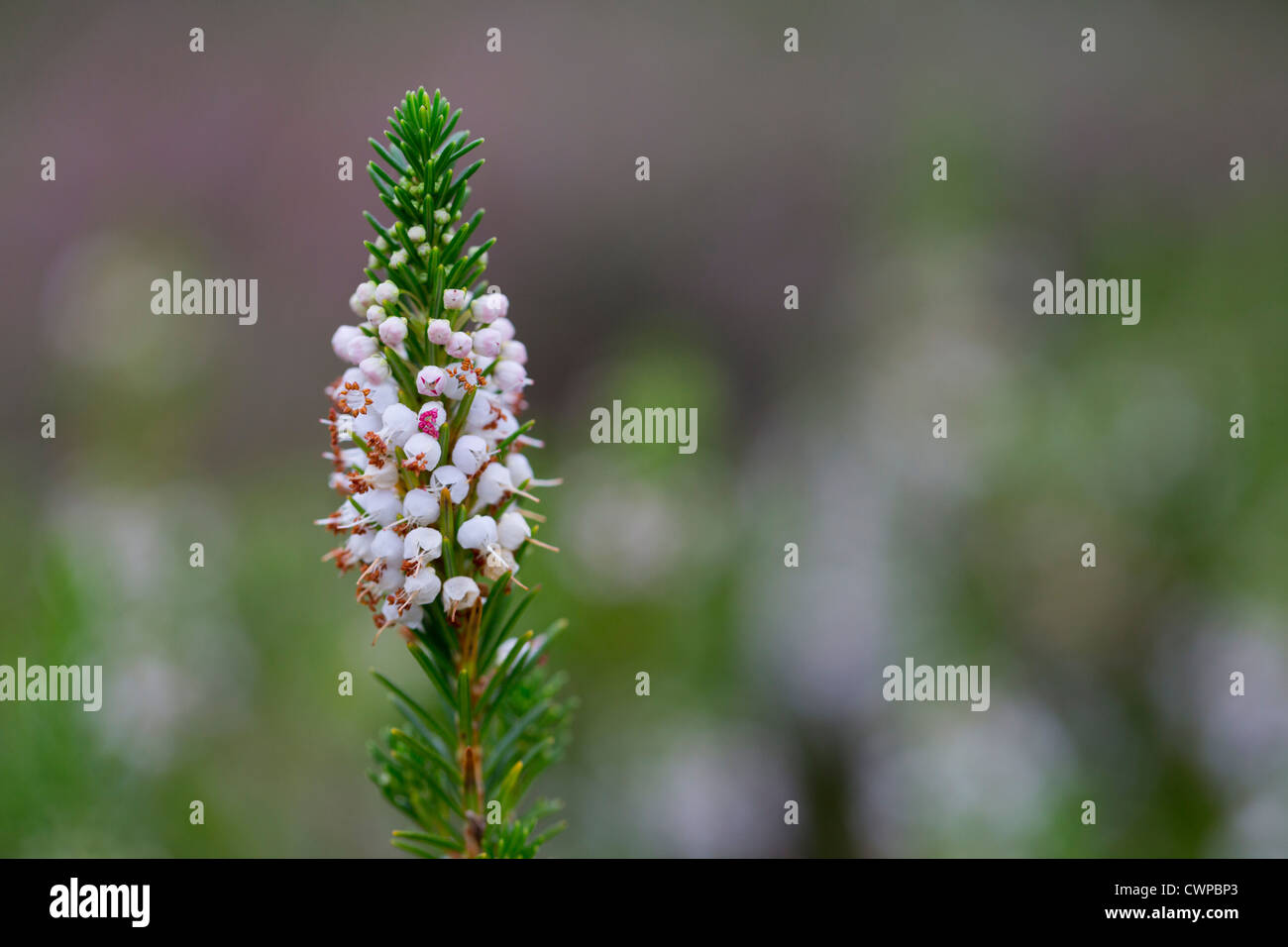 Cornish Heath; Erica vagans; Cornovaglia; Regno Unito Foto Stock