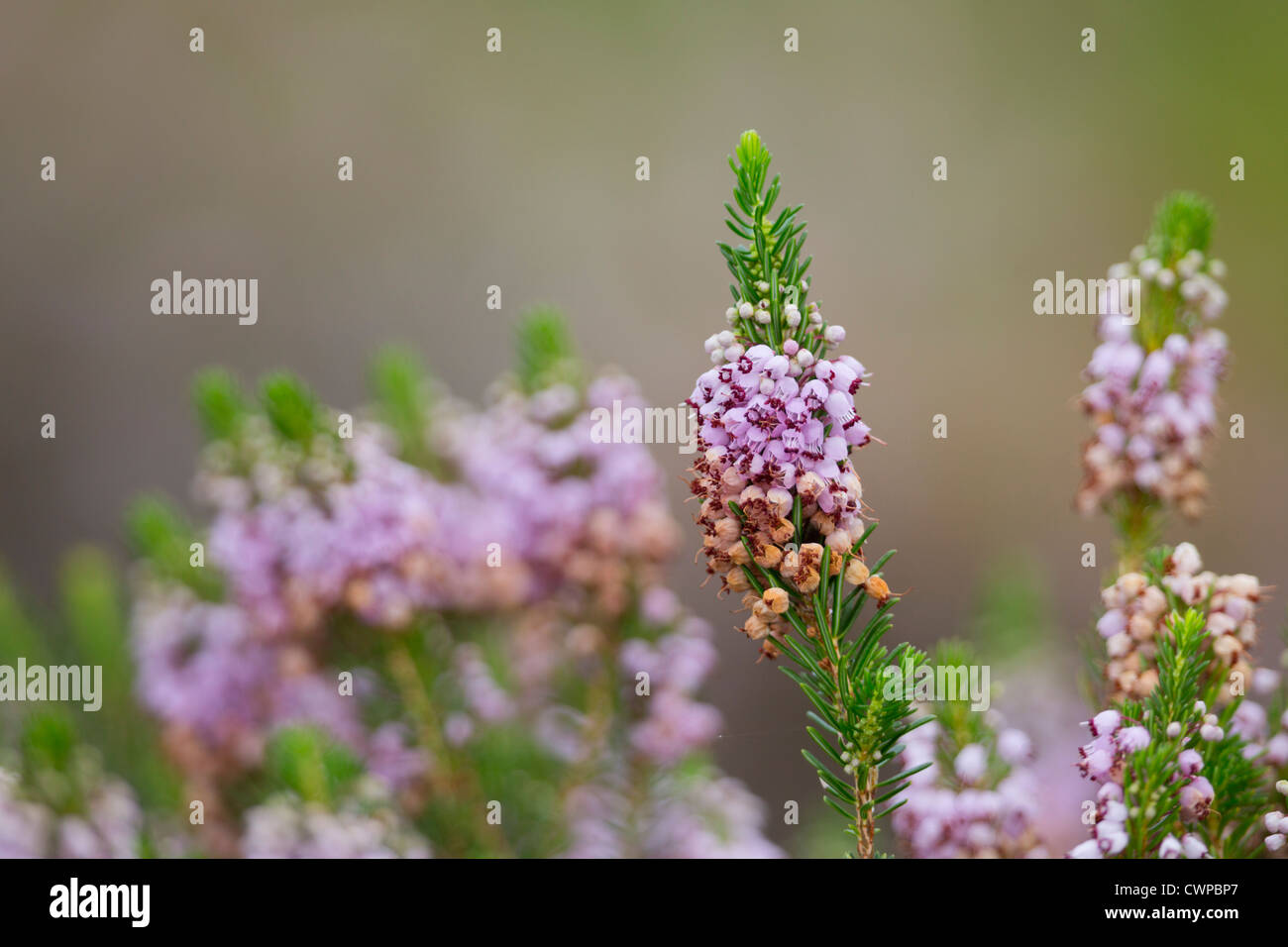 Cornish Heath; Erica vagans; Cornovaglia; Regno Unito Foto Stock