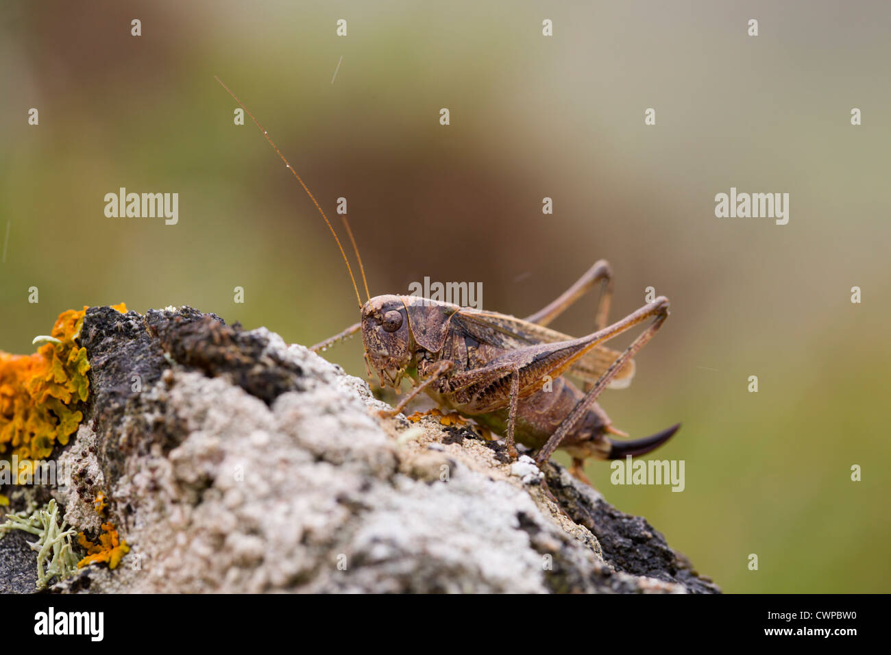 Dark Bush Cricket; Pholidoptera griseoaptera; femmina; Cornovaglia; Regno Unito; estate Foto Stock