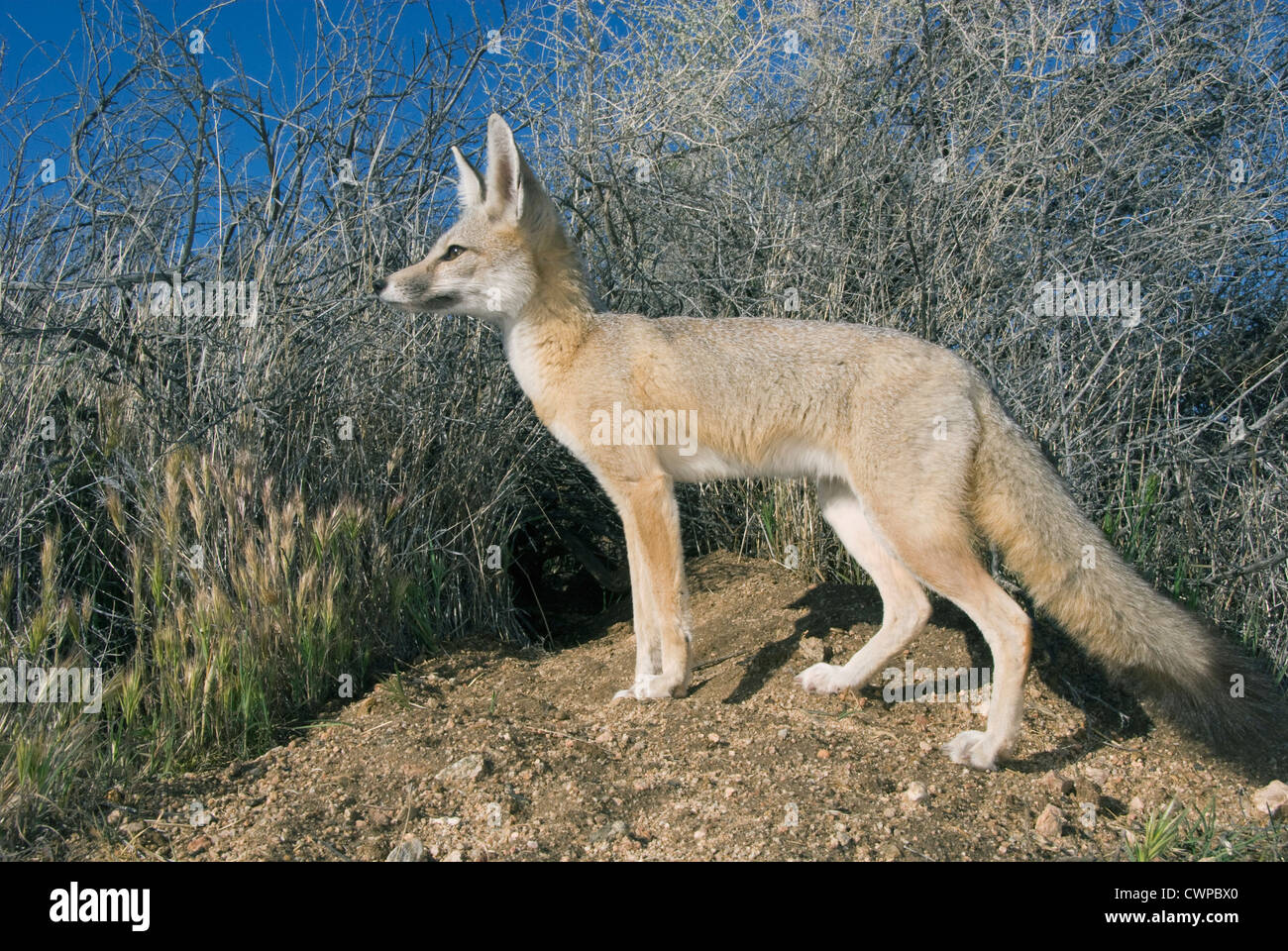 San Joaquin Kit Fox (Vulpes vulpes macrotis mutica) Selvatica, Carrizo Plain monumento nazionale, California in via di estinzione Foto Stock