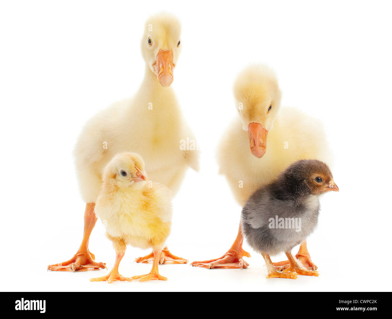 Giovane oca e baby chicken isolato su bianco Foto Stock