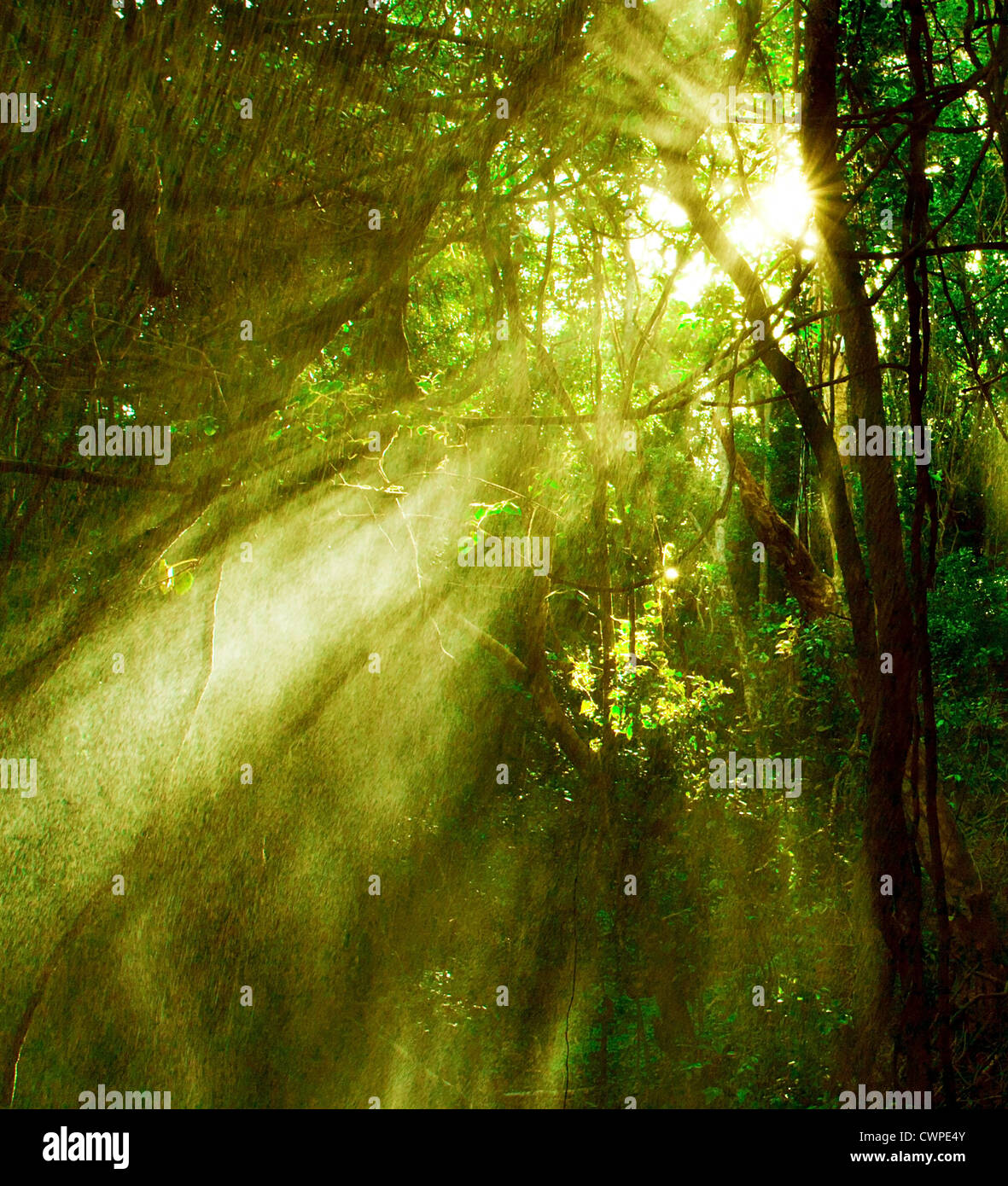 Immagine della foresta pluviale nebbiosa e luminosi raggi di sole attraverso i rami degli alberi, autunno buio bosco, shine mattina sunray in foresta Foto Stock