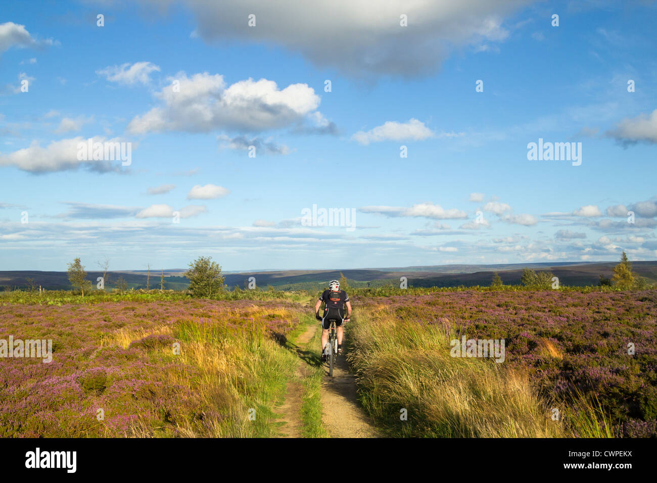 Mountain bike su Easby Moor vicino a Captain Cook's Monument, North York Moors National Park, North Yorkshire, Inghilterra, Foto Stock