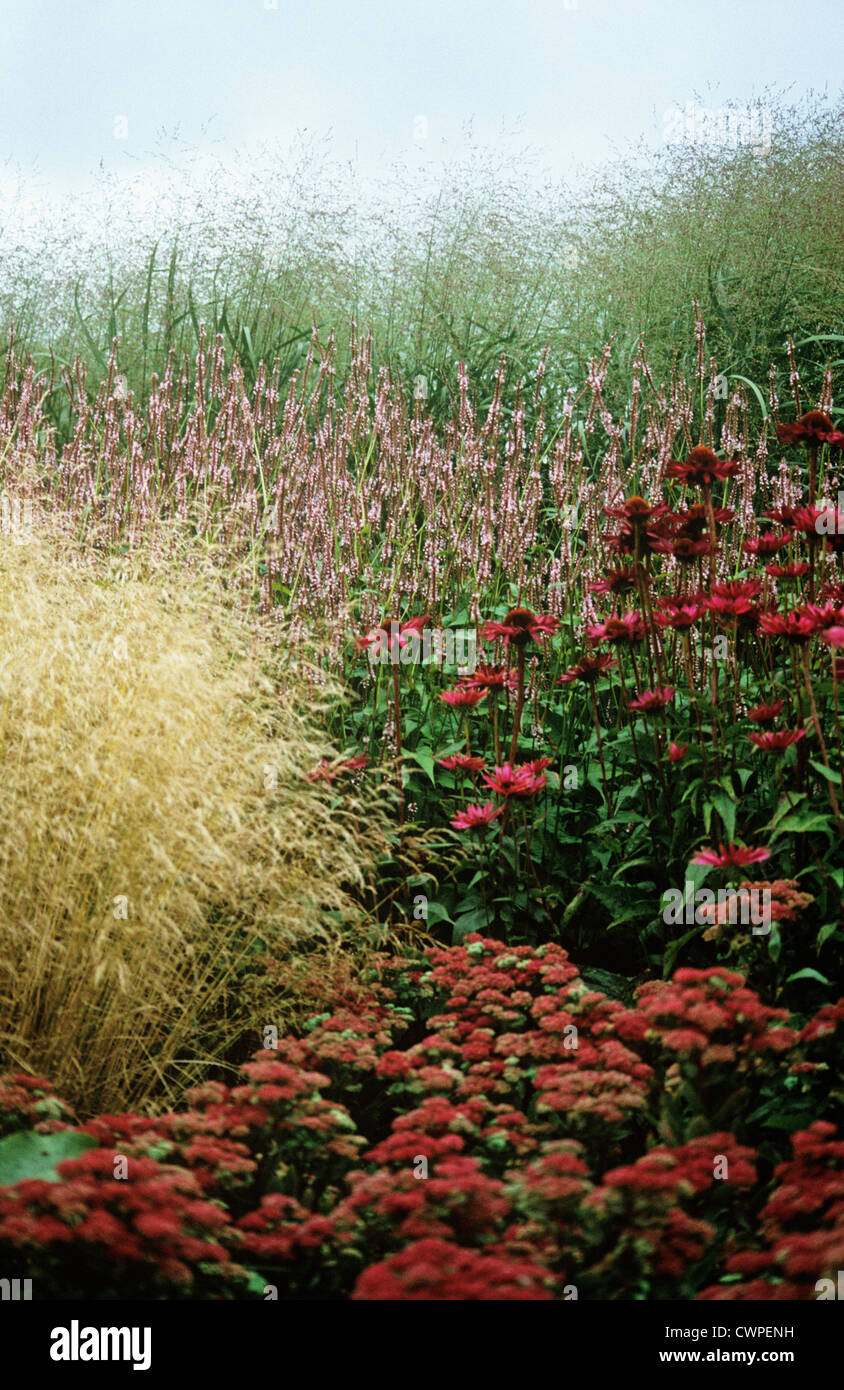 Sedum spectabilis, impianto di ghiaccio Foto Stock