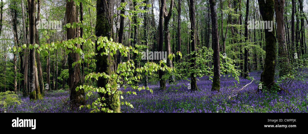 Molla tappeto Bluebells Fiore di legno della foresta di bosco ceduo Irlanda paesaggio di campagna Moore Abbey Wood panorama vista panoramica Foto Stock