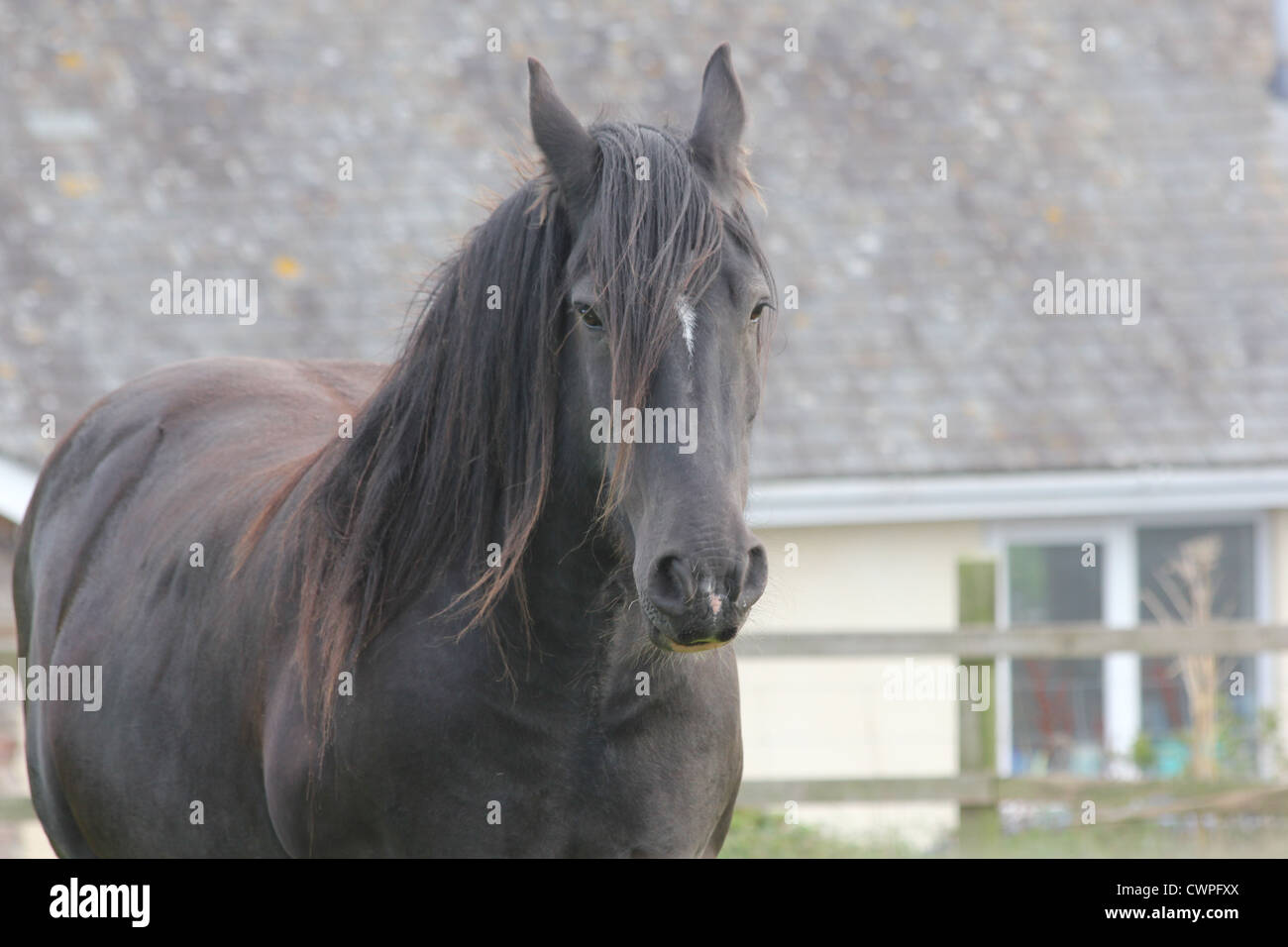 Stallone nero appoggiato Foto Stock