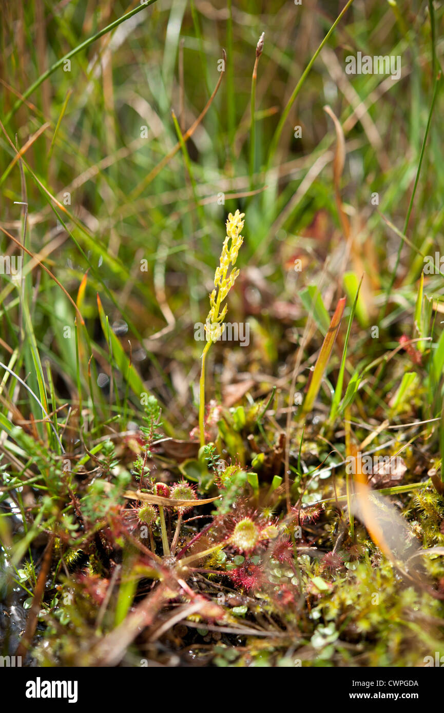 Bog Orchid, Hammarbya paludosa, crescendo in un acido bog nella nuova foresta, Hampshire, Regno Unito. Agosto. Foto Stock