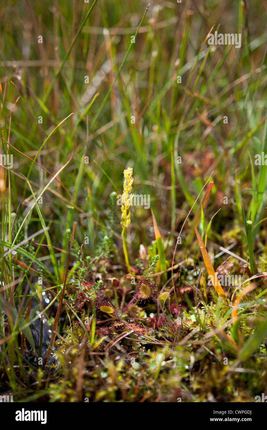 Bog Orchid, Hammarbya paludosa, crescendo in un acido bog nella nuova foresta, Hampshire, Regno Unito. Agosto. Foto Stock