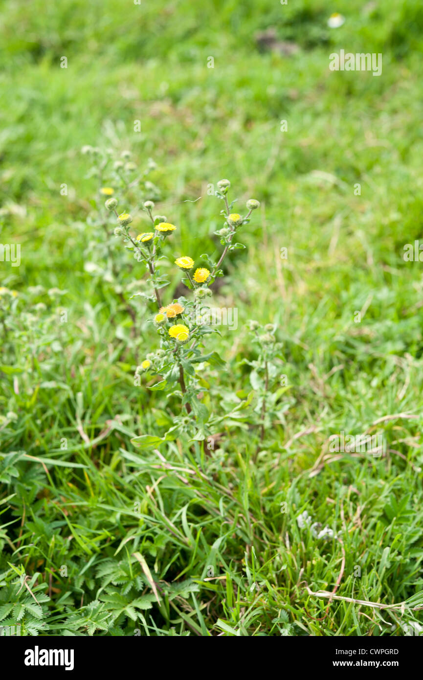 Piccolo, Fleabane Pulicaria vulgaris, Cadnam comune, New Forest, Hampshire, Regno Unito. Agosto. Foto Stock