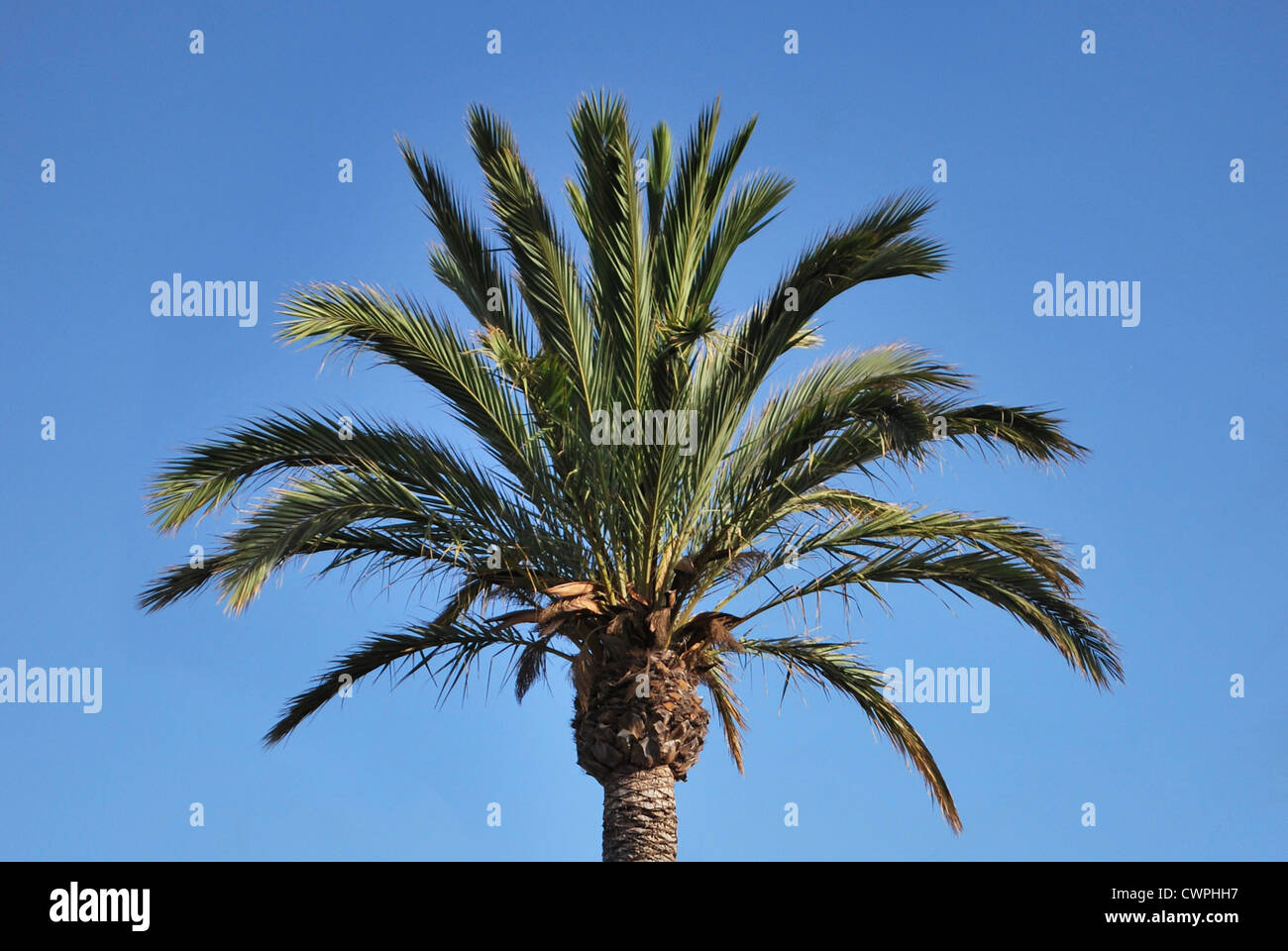 Palm Tree sul cielo blu Foto Stock