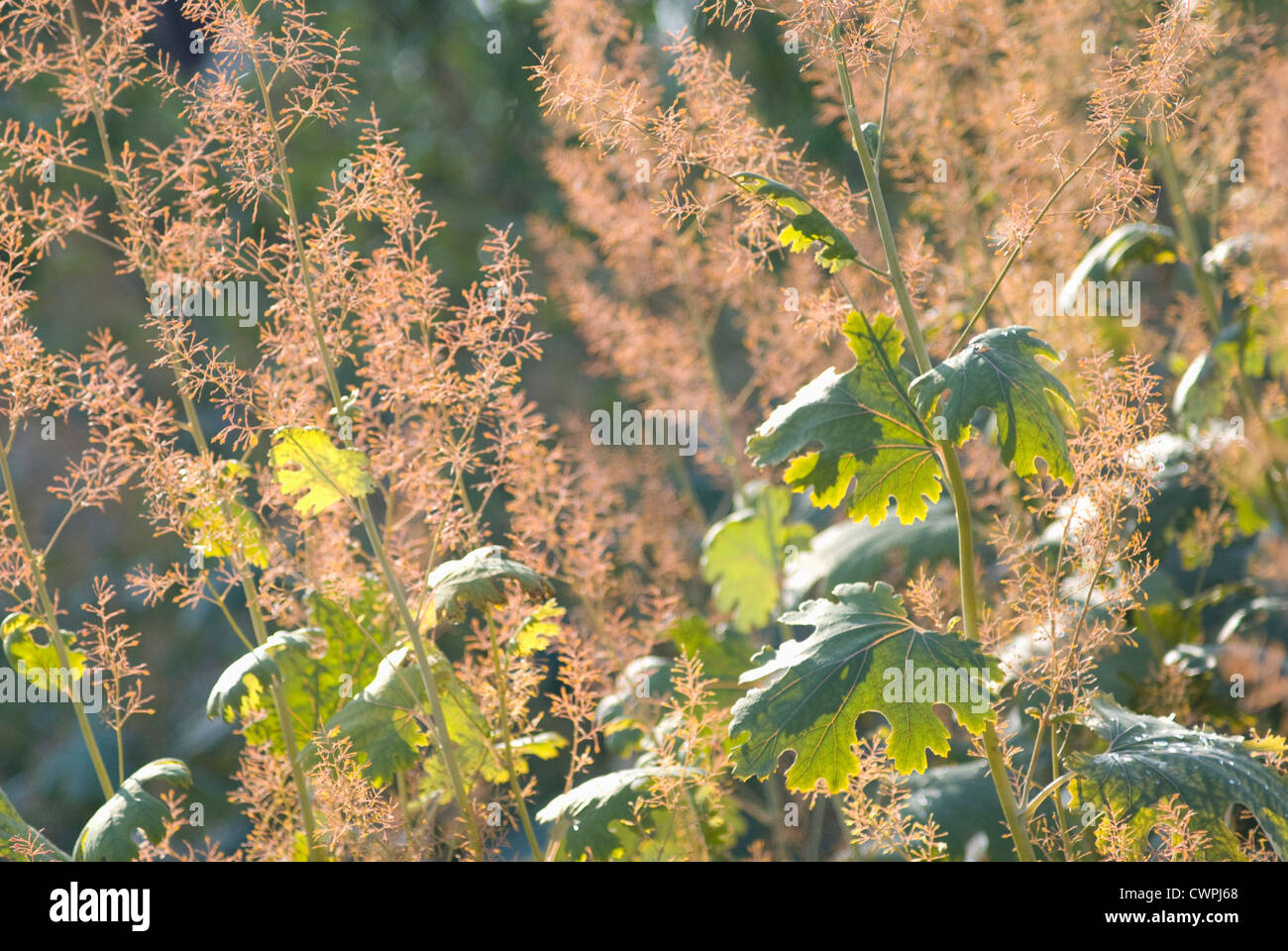 Macleaya cordata, pennacchio di semi di papavero Foto Stock