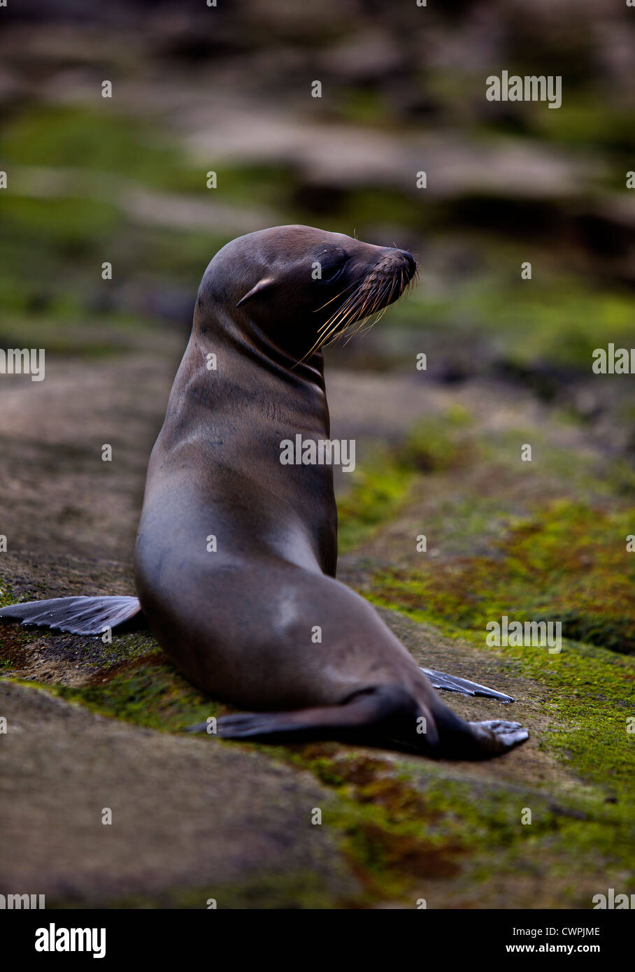 Giovane leone di mare. Puerto Egas, James Island, le Galapagos. Foto Stock