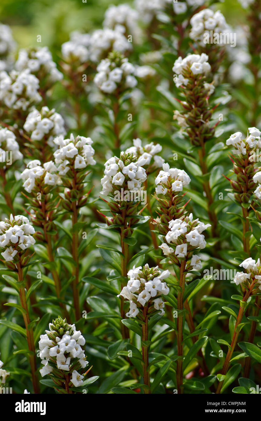 Lysimachia mauritiana var. rubida, pianta endemica sulle isole Ogasawara come visto su Minami-jima, Tokyo, Giappone Foto Stock