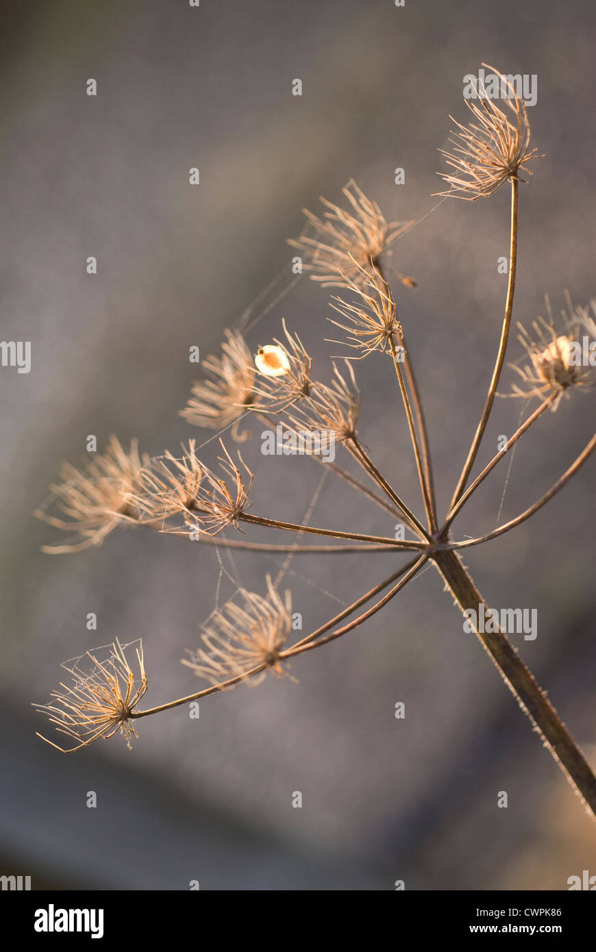 Heracleum sphondylium, Hogweed Foto Stock