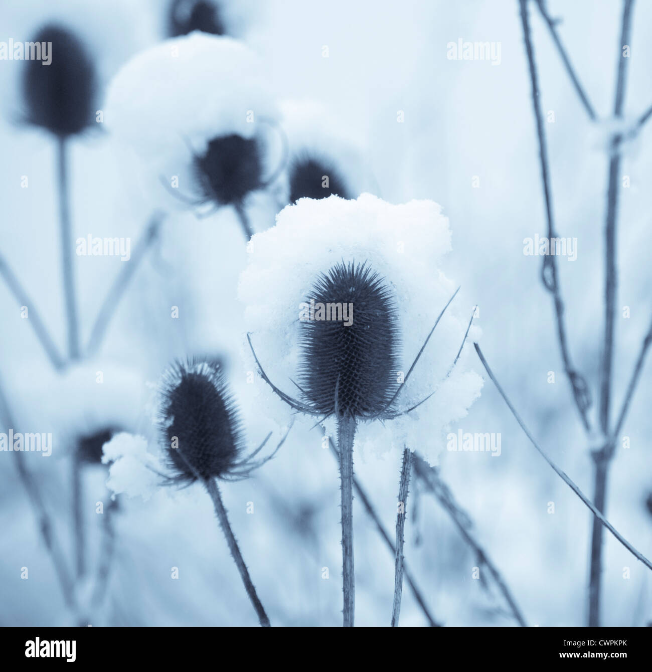 Dipsacus fullonum, Teasel Foto Stock