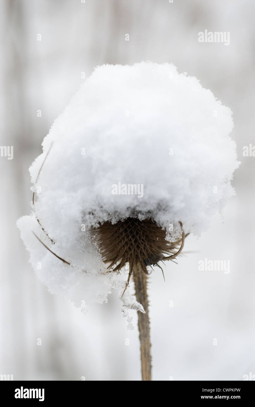 Dipsacus fullonum, Teasel Foto Stock