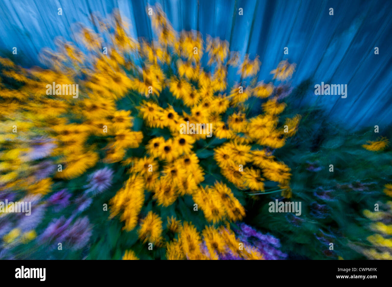 Black-eyed Susan abstract Foto Stock