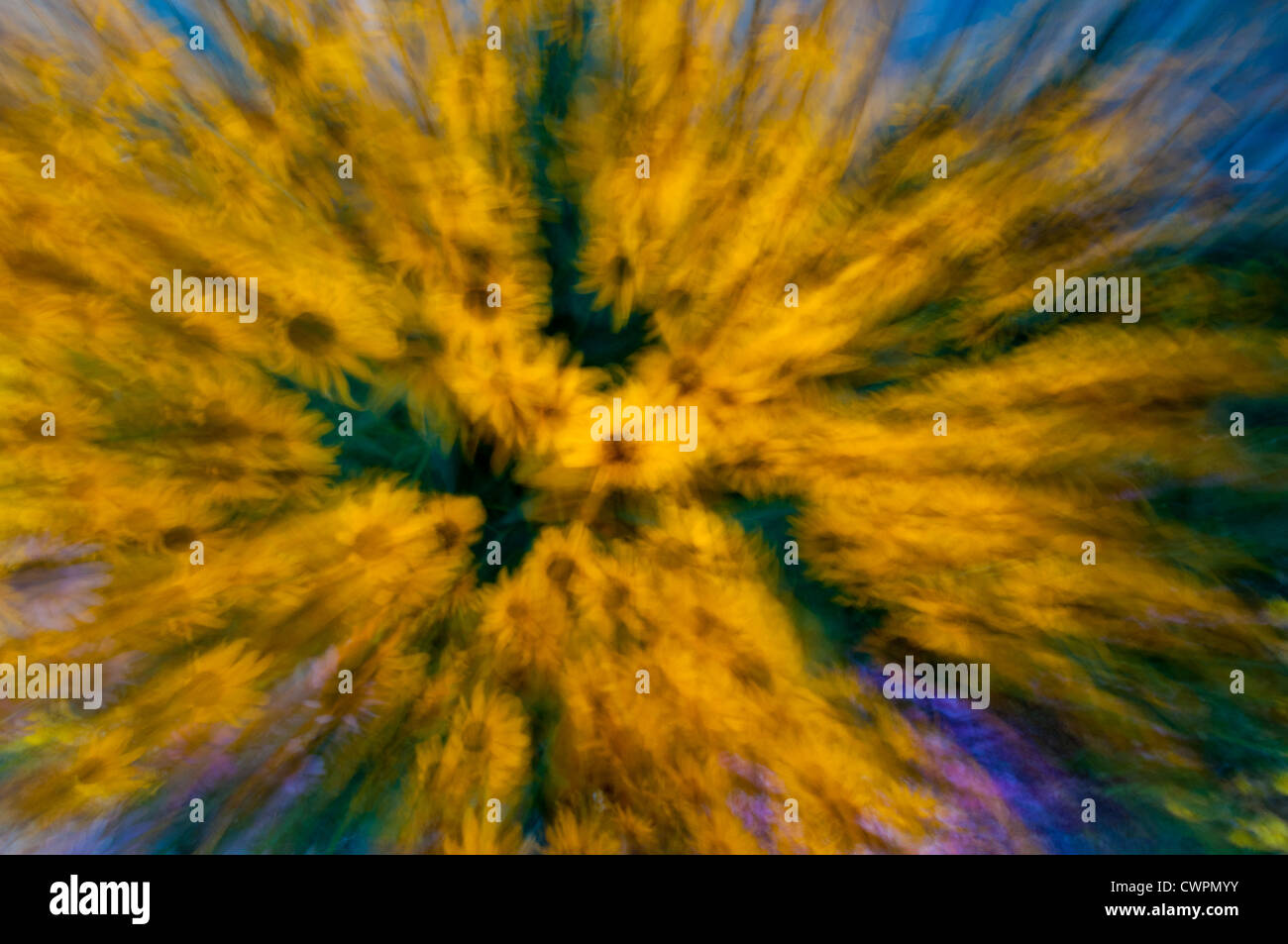 Black-eyed Susan abstract Foto Stock