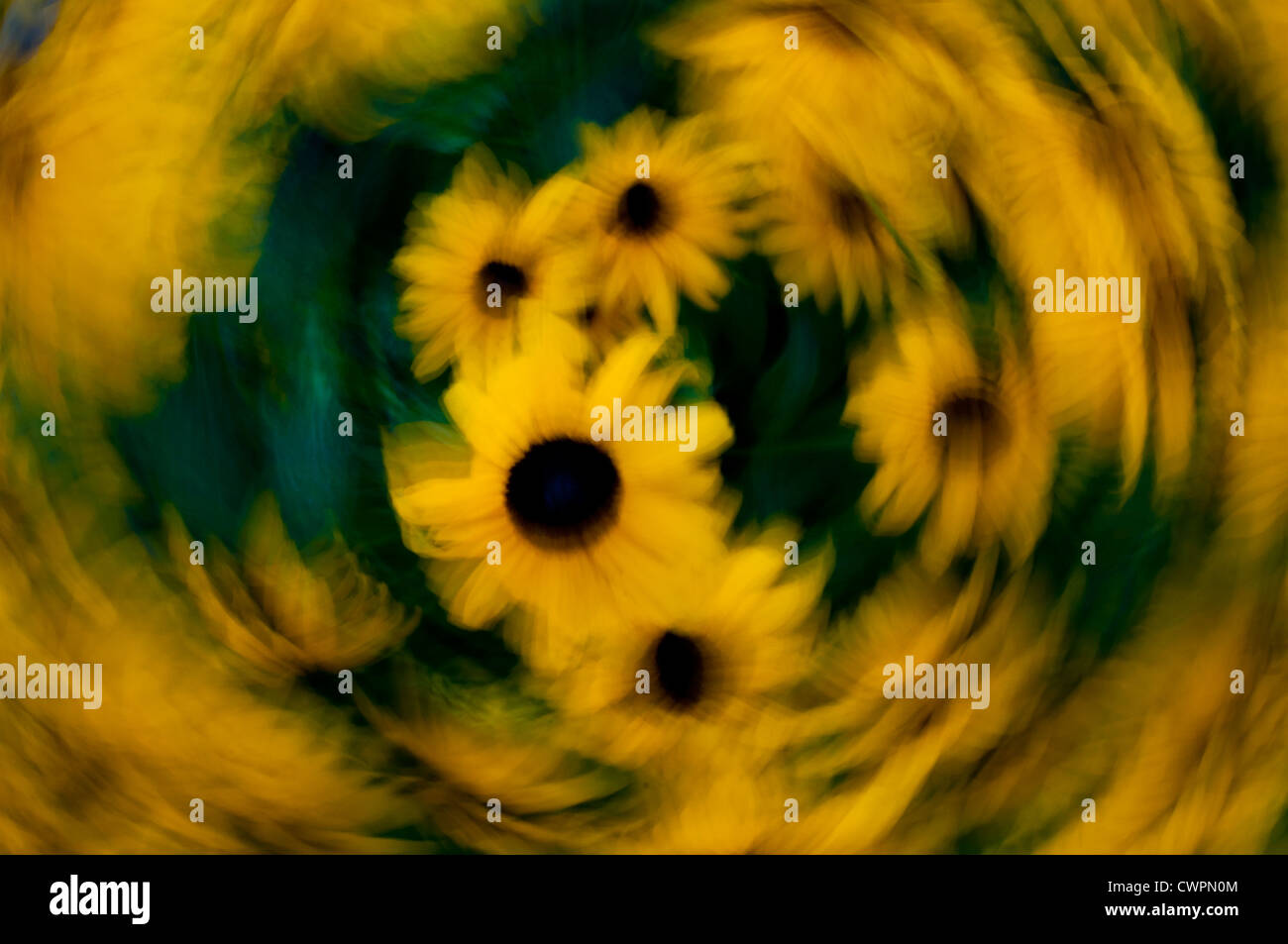 Black-eyed Susan abstract Foto Stock