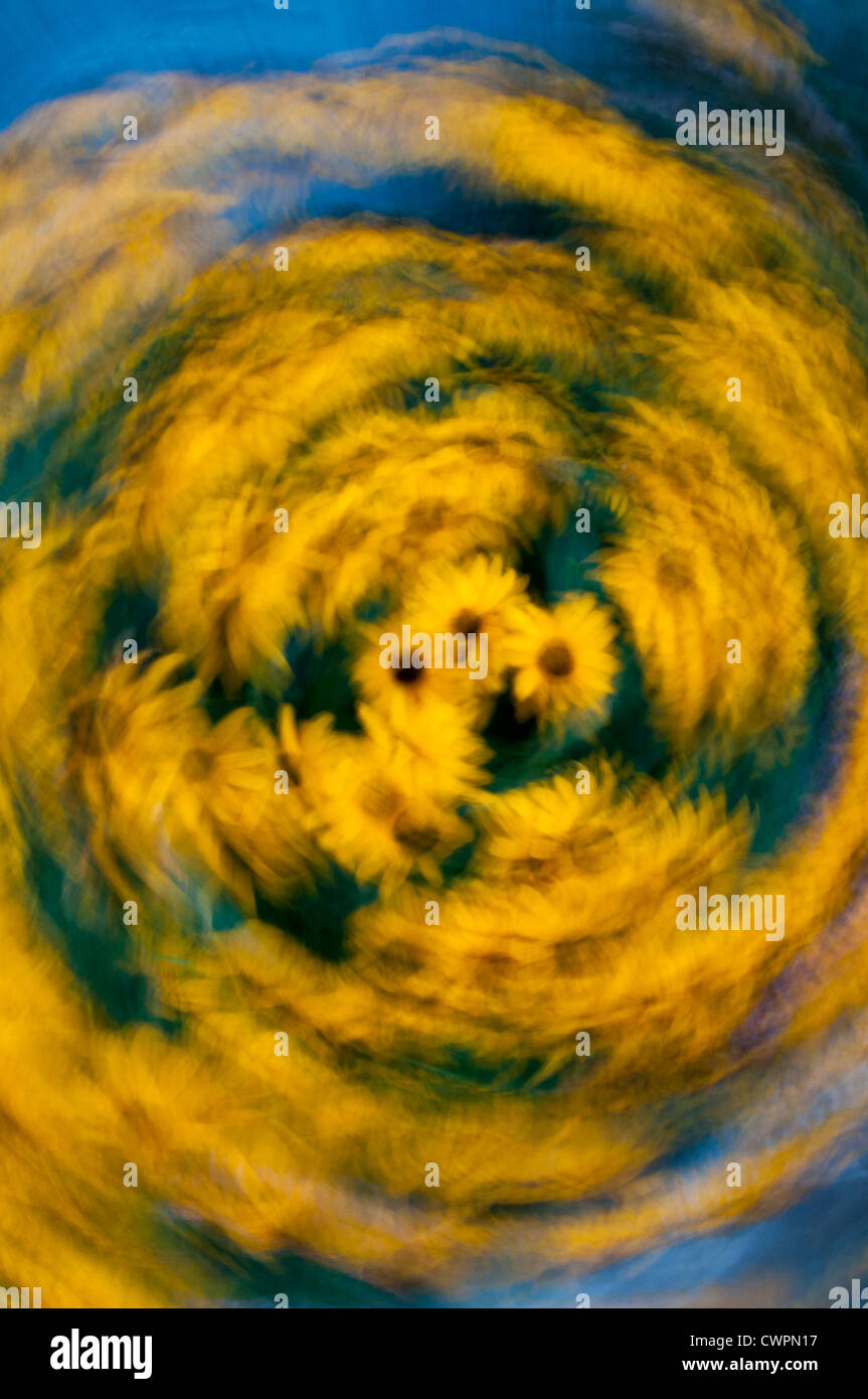 Black-eyed Susan abstract Foto Stock