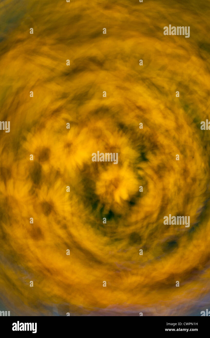 Black-eyed Susan abstract Foto Stock