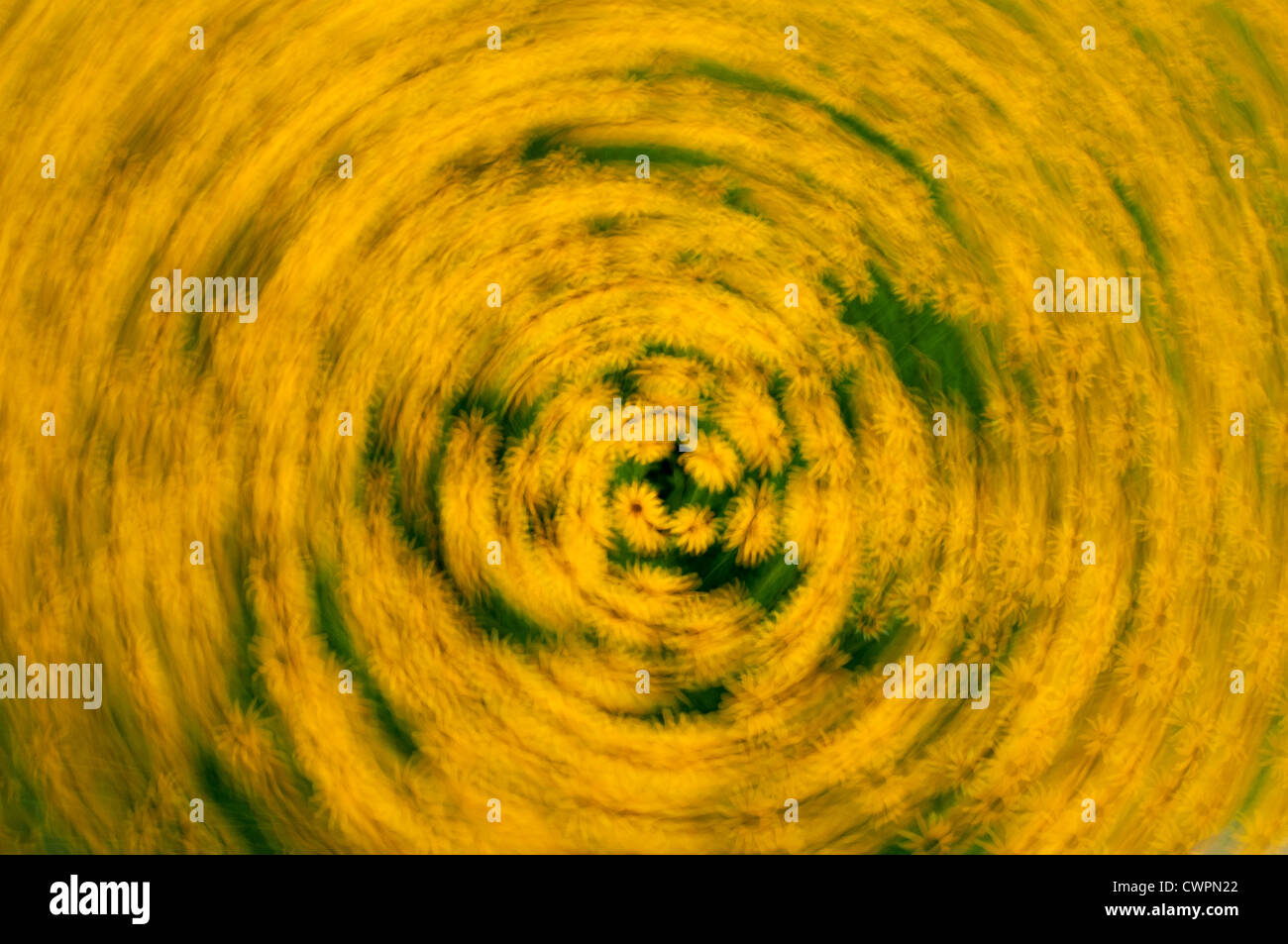 Black-eyed Susan abstract Foto Stock