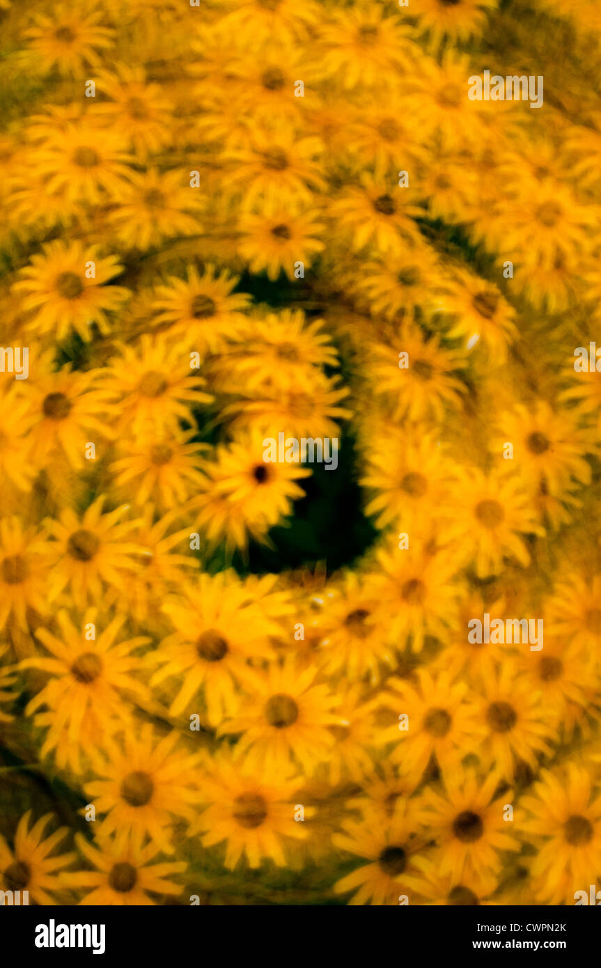 Black-eyed Susan abstract Foto Stock