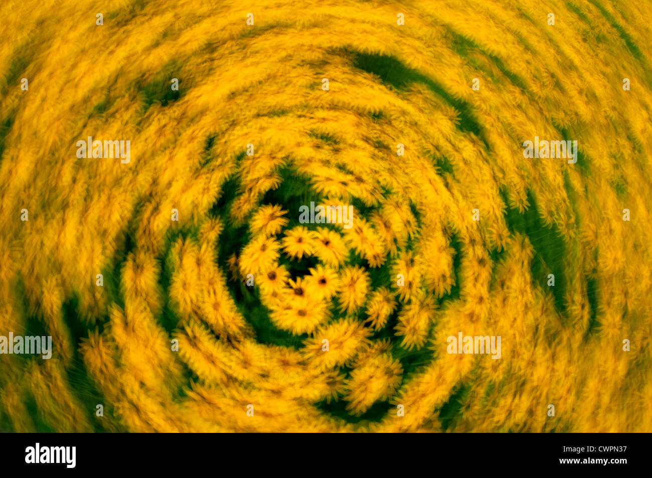 Black-eyed Susan abstract Foto Stock