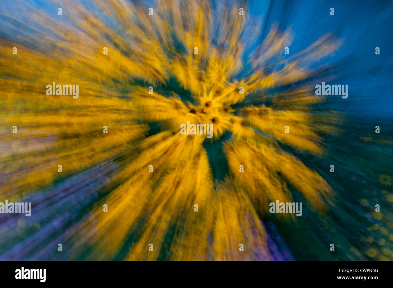 Black-eyed Susan abstract Foto Stock
