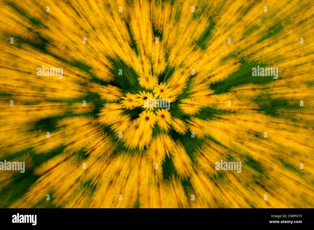 Black-eyed Susan abstract Foto Stock