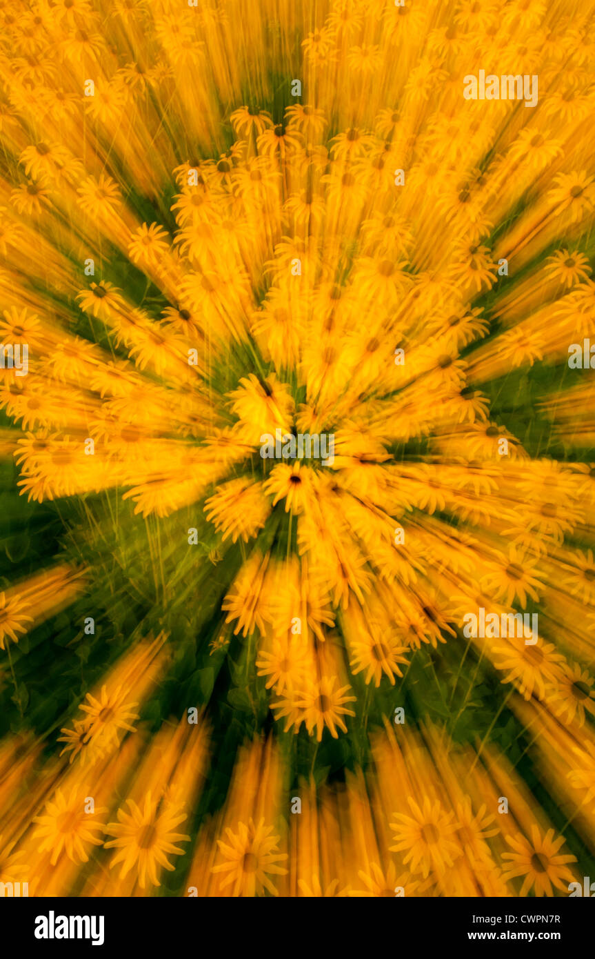 Black-eyed Susan abstract Foto Stock
