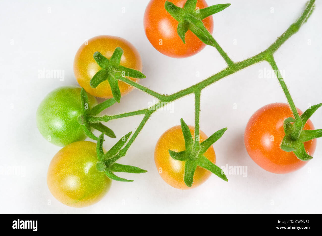 Varie fasi di maturazione Pomodori ciliegia sulla vite Foto Stock