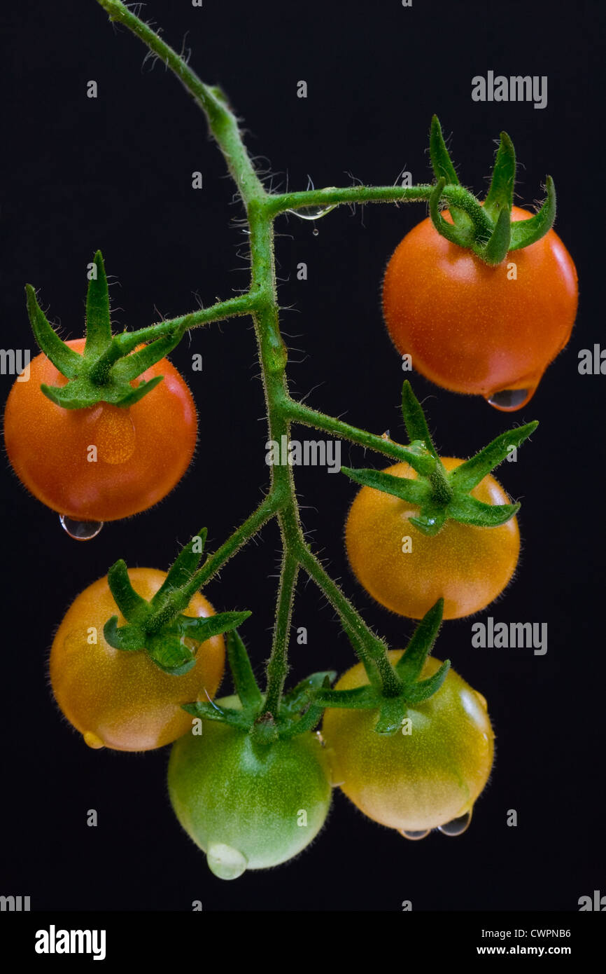 Varie fasi di maturazione Pomodori ciliegia sulla vite Foto Stock