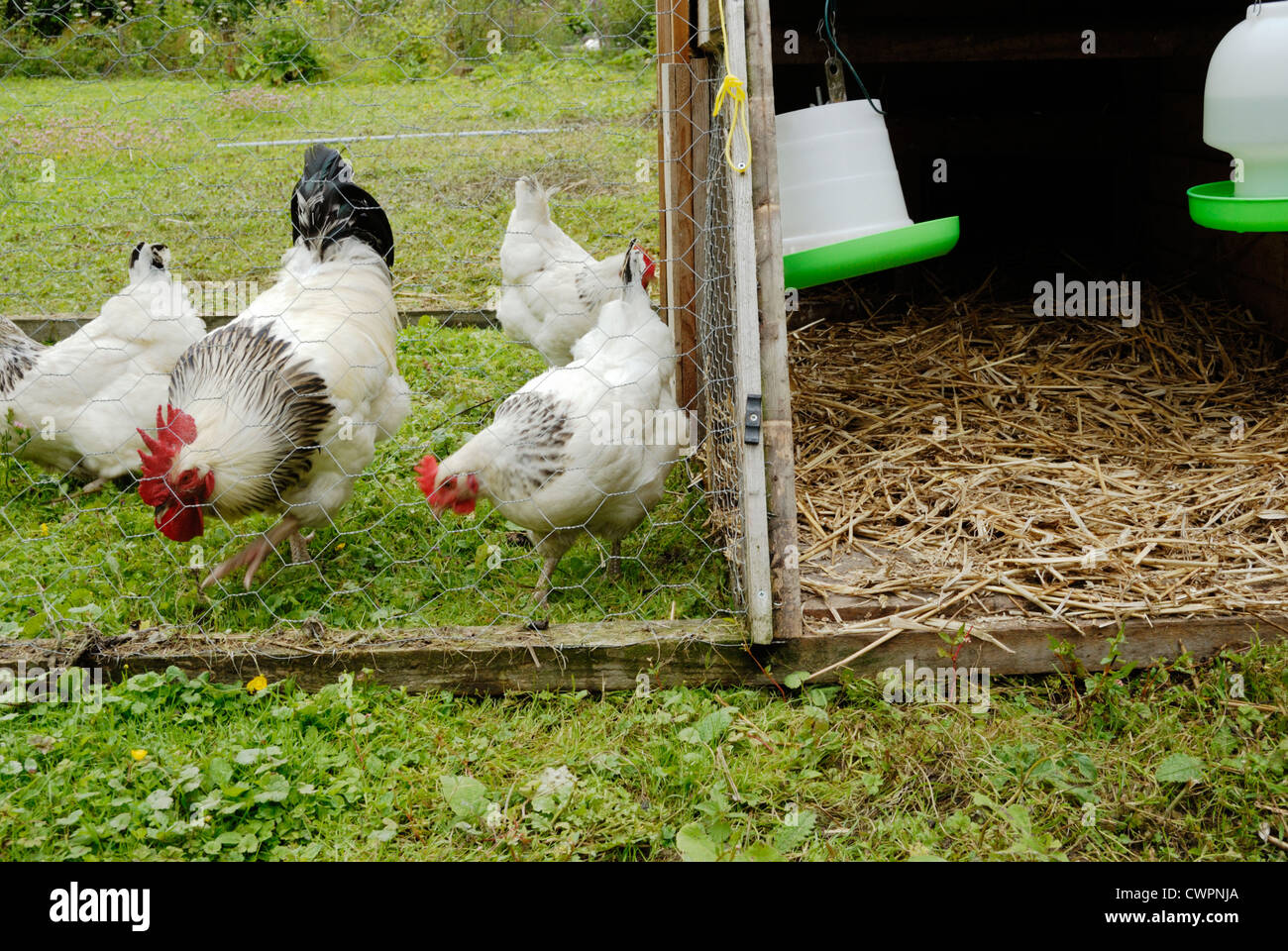 Light Sussex galline che foraggiano su prateria all'interno di un'unità pieghevole mobile che dà accesso al campo e rifugio, Galles, Regno Unito Foto Stock